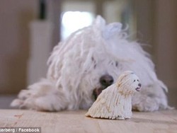 Zuck Rayakan Ultah Anjing Kesayangan dengan Oculus Rift