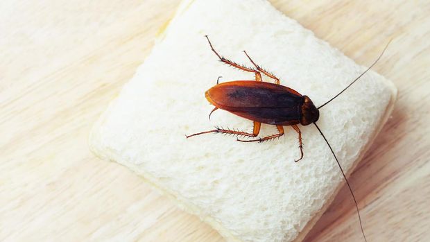 4 Cara Alami Basmi Kecoak Tanpa Pestisida