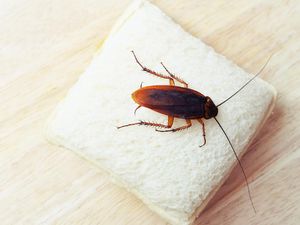 Jorok! Koloni Kecoak Hidup di Telinga Pria Ini karena Kurang Menjaga Kebersihan Jorok! Koloni Kecoak Hidup di Telinga Pria Ini karena Kurang Menjaga Kebersihan