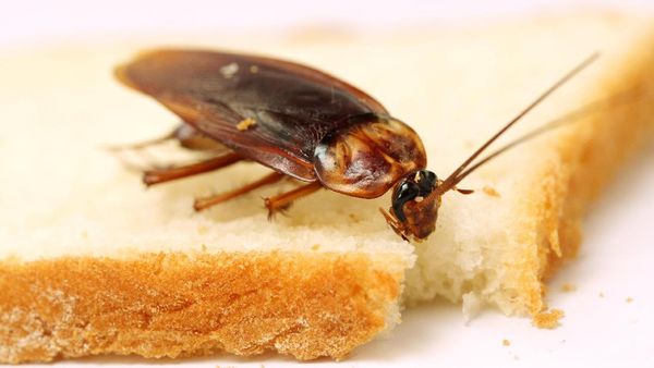 Deretan Kecoa yang Bisa Terbang dan yang Tidak