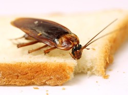 Fakta-fakta Penting Kaitan Kecoak dan Kesehatan