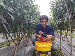 Pemuda Ini Sukses Tanam Cabai dan Potong Jalur Tengkulak