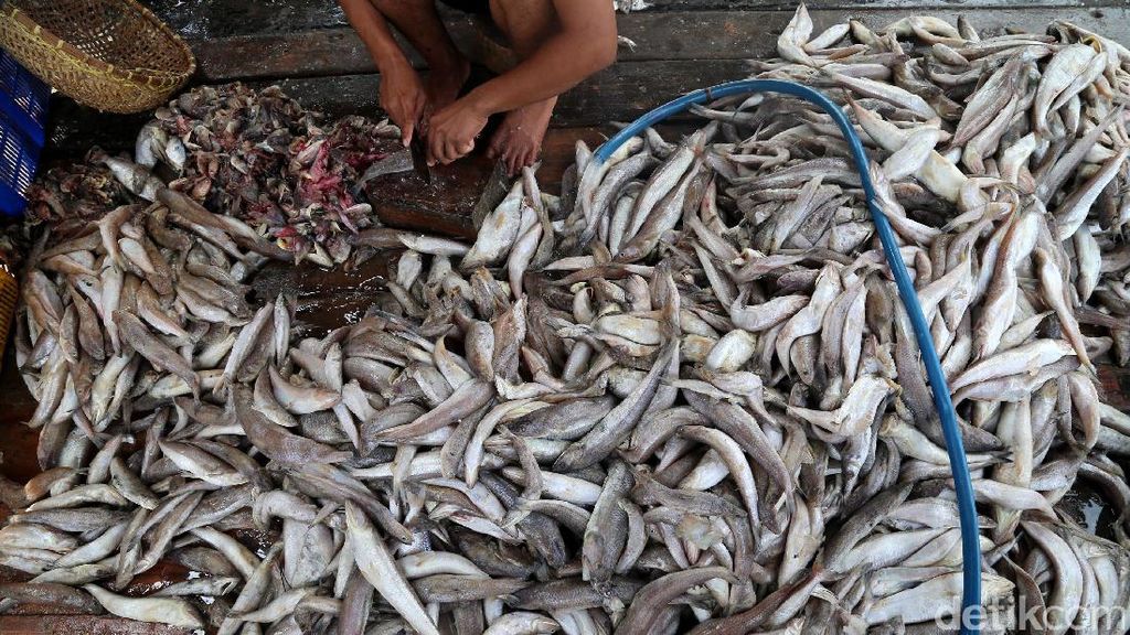 Perajin Ikan Asin Terkendala Cuaca Perajin Ikan Asin Terkendala Cuaca