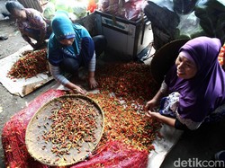 Mentan: Cabai Rawit Bikin Saya Pusing