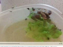 Konsumen di Melbourne Temukan Katak Hidup dalam Kemasan Sayur