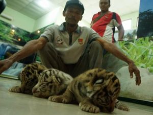 Lucunya 3 Anak Harimau yang Baru Lahir di Bonbin Semarang