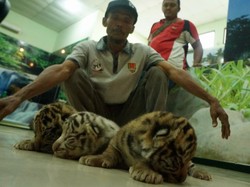 Lucunya 3 Anak Harimau yang Baru Lahir di Bonbin Semarang