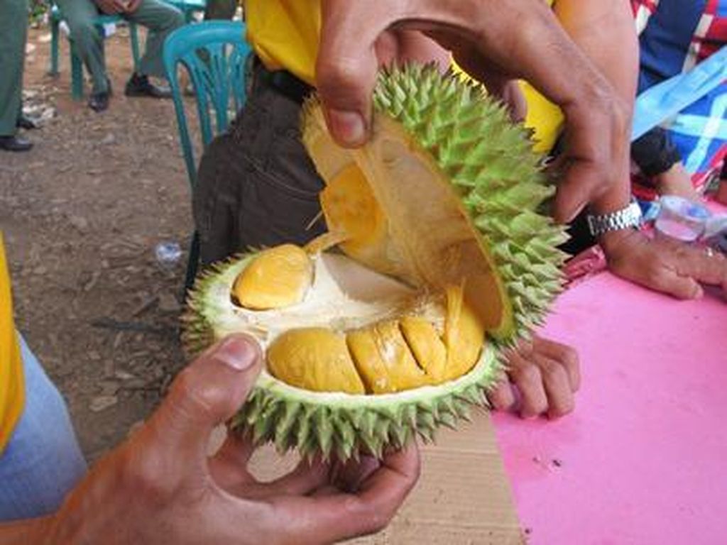 Tak Kalah Nikmat, Ini 5 Durian dari Luar Jawa yang Manis Legit! Tak Kalah Nikmat, Ini 5 Durian dari Luar Jawa yang Manis Legit!