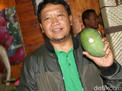 Mangga Gadung Klonal 21 Ditetapkan Jadi Buah Asli Kabupaten Pasuruan