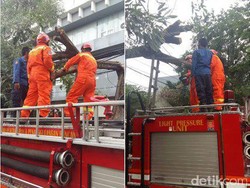 Pohon Tumbang di Cempaka Timur Jakpus, Lalin Sempat Tersendat