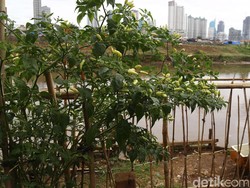 Luhut Usul Tanam Cabai Mandiri untuk Tekan Inflasi, Warga Medan: Ribet!