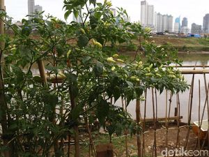 Luhut Usul Tanam Cabai Mandiri untuk Tekan Inflasi, Warga Medan: Ribet! Luhut Usul Tanam Cabai Mandiri untuk Tekan Inflasi, Warga Medan: Ribet!