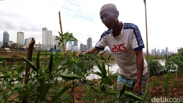 Tanam Rawit Antisipasi Harga Melangit