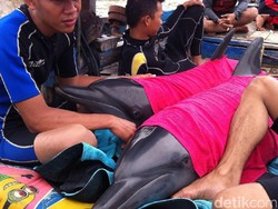 2 Lumba-lumba Tersangkut Jaring Nelayan di Perairan Batang