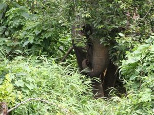 Bertemu Kawanan Gajah Liar di Pedalaman Aceh Jaya Bertemu Kawanan Gajah Liar di Pedalaman Aceh Jaya