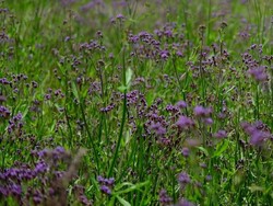 Hamparan Indah Bunga Verbena yang Hiasi Jalur Pendakian Semeru