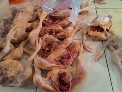 Harga Daging dan Telur Ayam Akan Diatur Pemerintah