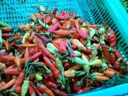 Harga Cabai Rawit Merah di Indonesia Rata-Rata Rp 94.700/kg