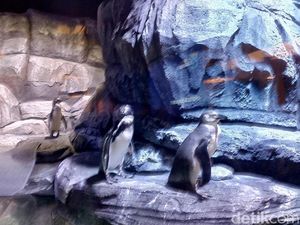 Penguin yang Dipajang di Restoran di Jakbar Berasal dari Peru