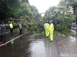 Pohon di Depan Pasir Putih Tumbang, Jalur Pantura Terganggu