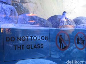 Penguin yang Hidup di Restoran di Jakbar Dikelola Taman Safari