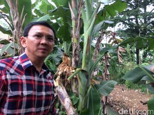 Ahok: Ngapain Mau Kepala MRT Aerodinamis? Itu Tak untuk Ngebut