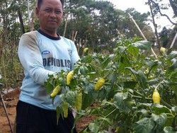 Harga Cabai Naik, Petani Purwakarta Raup Untung Berlipat