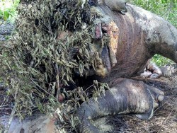 Gajah Jantan Tewas di Kebun Sawit Aceh