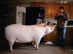 Ini Esther, Babi Betina Berbobot 300 Kg dengan 1 Juta Followers