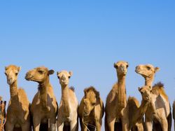 Punya Rencana Umrah? Kemenkes Imbau Jangan Terlalu Dekat dengan Unta