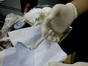 Petugas Temukan Ganja di Paket Sosis dari Luar Negeri
