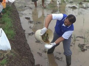Petani di Jombang Basmi Tikus Pakai Popok Bayi Petani di Jombang Basmi Tikus Pakai Popok Bayi