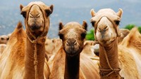 Mukjizat Rasulullah SAW pada Unta Tua Milik Jabir RA