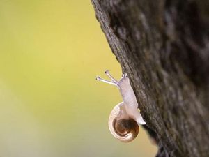 Kumpulan Hewan Tembus Pandang yang Menawan
