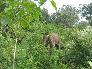 Prajurit TNI yang Diinjak Gajah Ngamuk di Sumsel Akhirnya Gugur