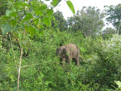 Gajah Liar Ditemukan Mati di Sumsel, Mulut Berdarah