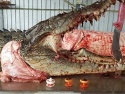 Setiap Tahun Lebih dari 100 Ternak Dimangsa Buaya di NT