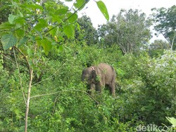 6 Gajah Kerdil Kalimantan Ditemukan Mati di Malaysia