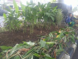 Butuh Rp 50 Juta Memperbaiki Taman Rusak Akibat Ulah Pendemo