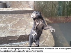Beruang Kurus dan Kelaparan di Bonbin Bandung Jadi Sorotan Dunia