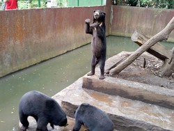 Penampakan Beruang Kurus di Kebun Binatang Bandung