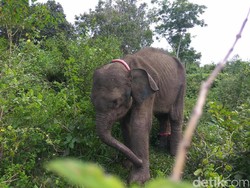 PLG Aceh Besar Rawat Anak Gajah Liar yang Alami Gizi Buruk