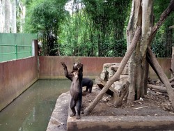 Menteri Siti: Kebun Binatang Bandung Memang Atensi Kita