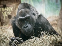 Gorila Tertua di Kebun Binatang AS Mati pada Usia 60 Tahun