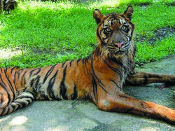 Aneka Kasus Penelantaran Hewan di Kebun Binatang Dunia