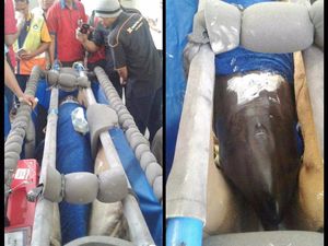 Walkot Balikpapan Via Medsos Jelaskan soal Sirkus Lumba-lumba