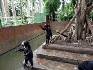Saat Petugas Taman Nasional Turki Selamatkan Anak Beruang Mabuk