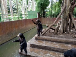 Ridwan Kamil Curhat di Facebook Soal Bonbin dan Beruang Kurus