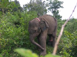Puluhan Gajah Rusak Kebun Sawit Warga di Pidie Jaya Aceh
