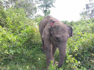 Mengapa Gajah Sampai Masuk Kampung dan Injak Warga hingga Tewas?